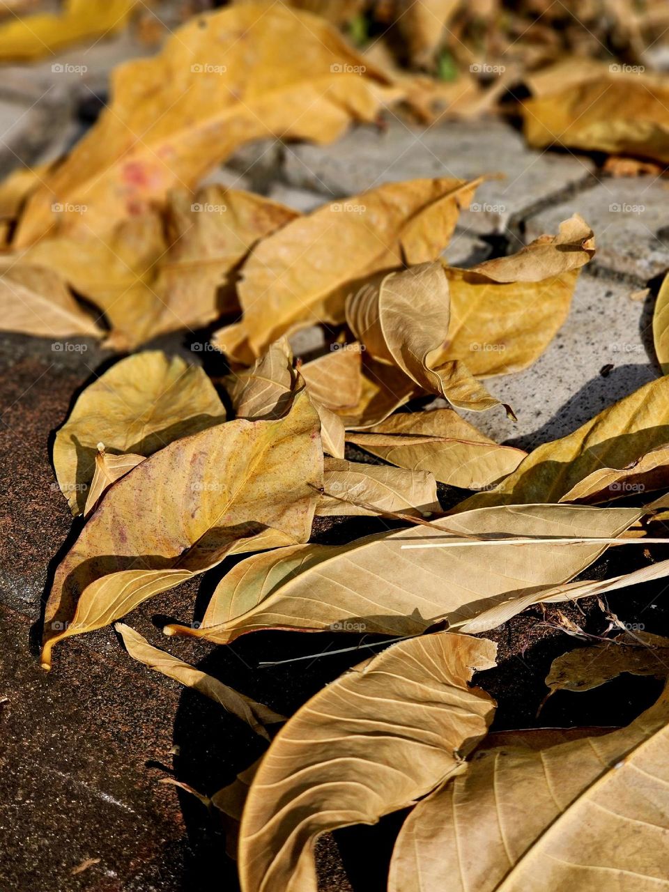 fallen yellow leaves