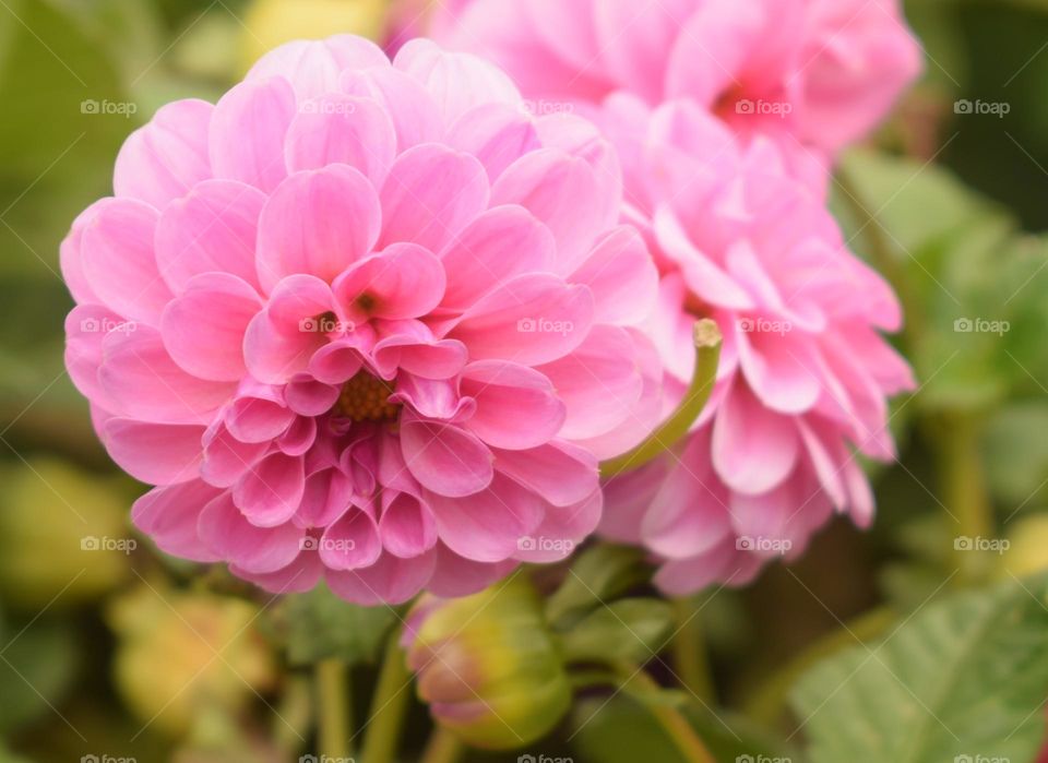 pink blossom flower closeup