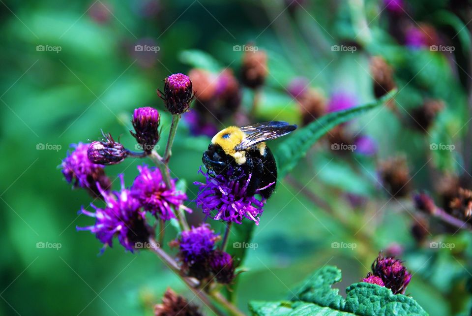 Bee working on a flower