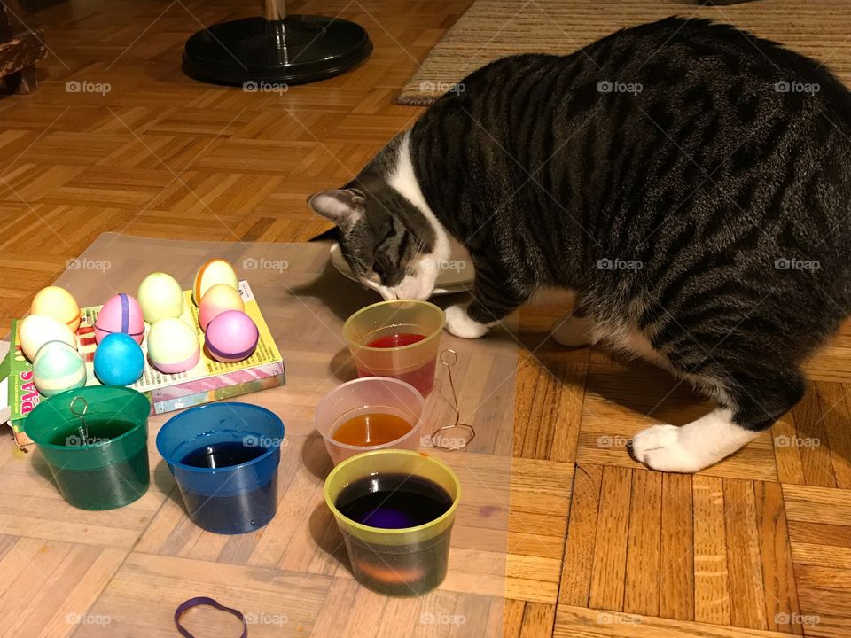 Cat and Easter eggs