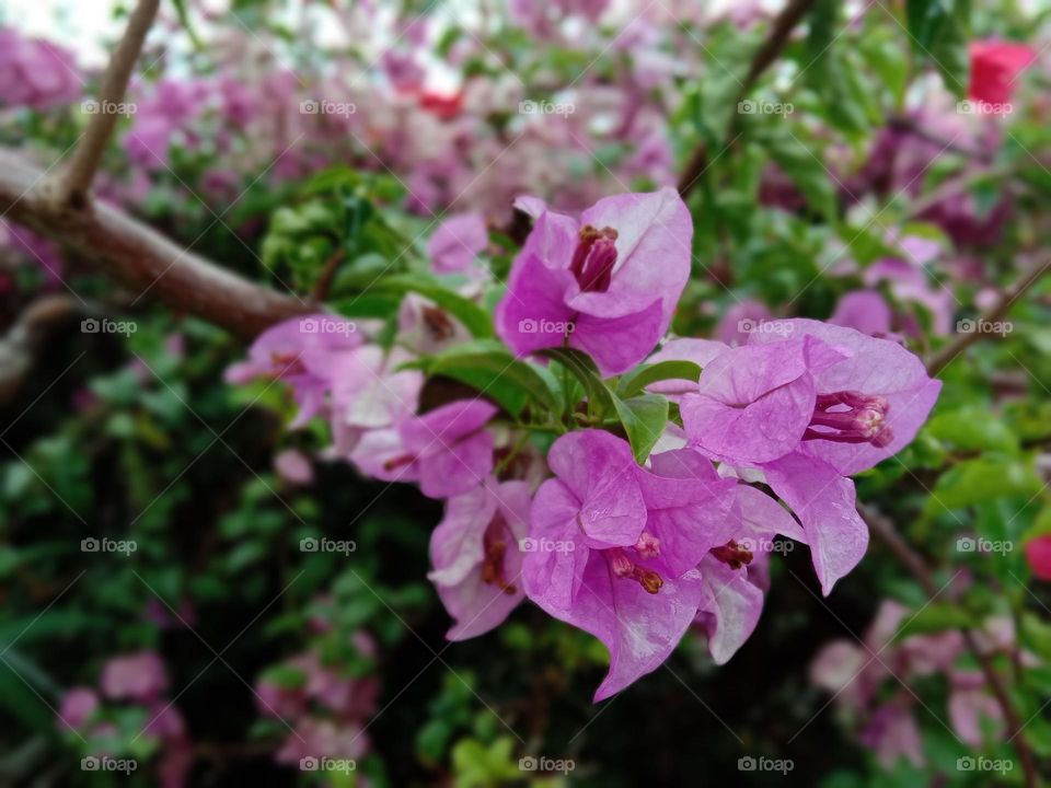 Bougainvillea is a perennial plant of the type of shrub.
