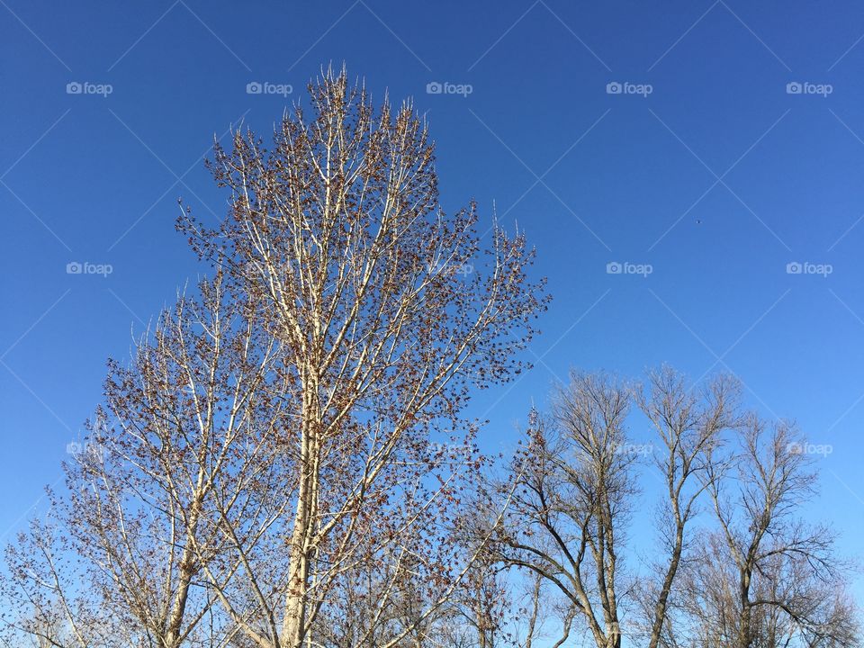 No Person, Tree, Winter, Frost, Wood