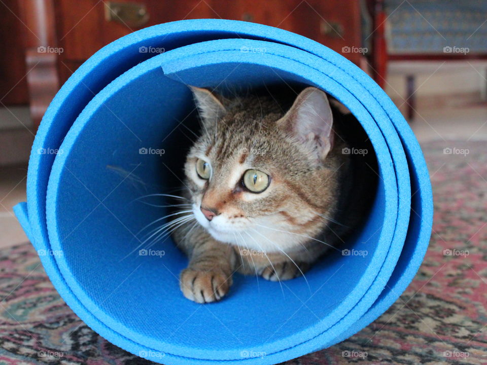 cat in gym mat