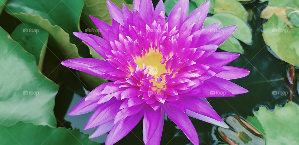 lotus. beautiful flower.