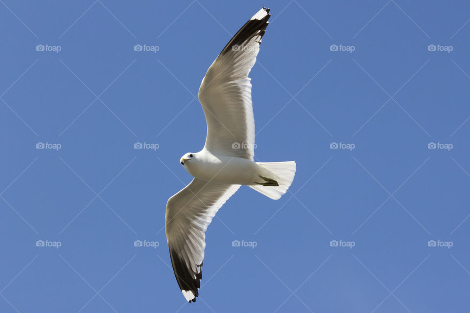 Seagull flying in blue sky looking down on me, close-up .
Fiskmås flyger i blå himmel, tittar ner på mig , närbild