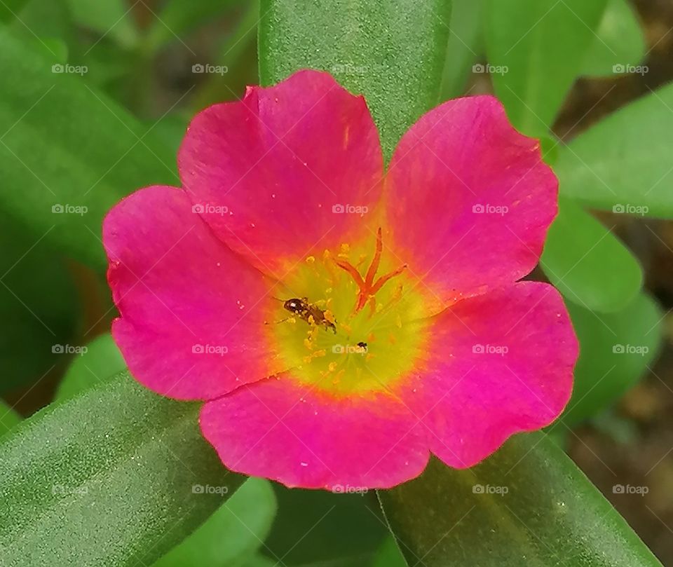An ant enjoying the nectar of a flower