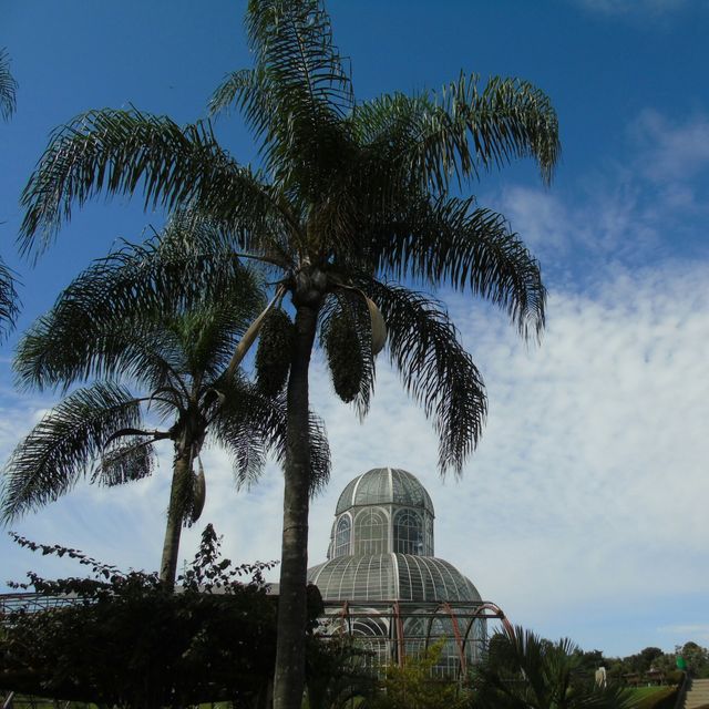 Palm