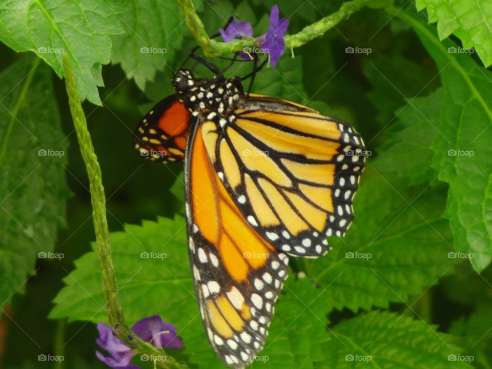 Monarch butterfly 