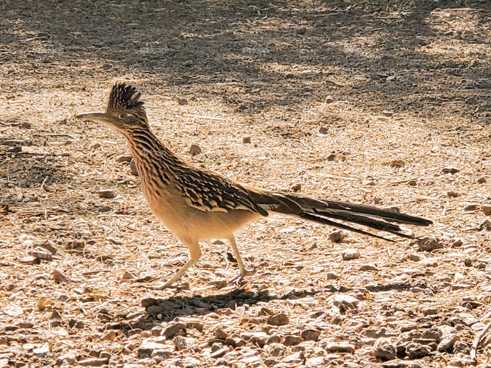 A roadrunner struts through a park near Phoenix Arizona