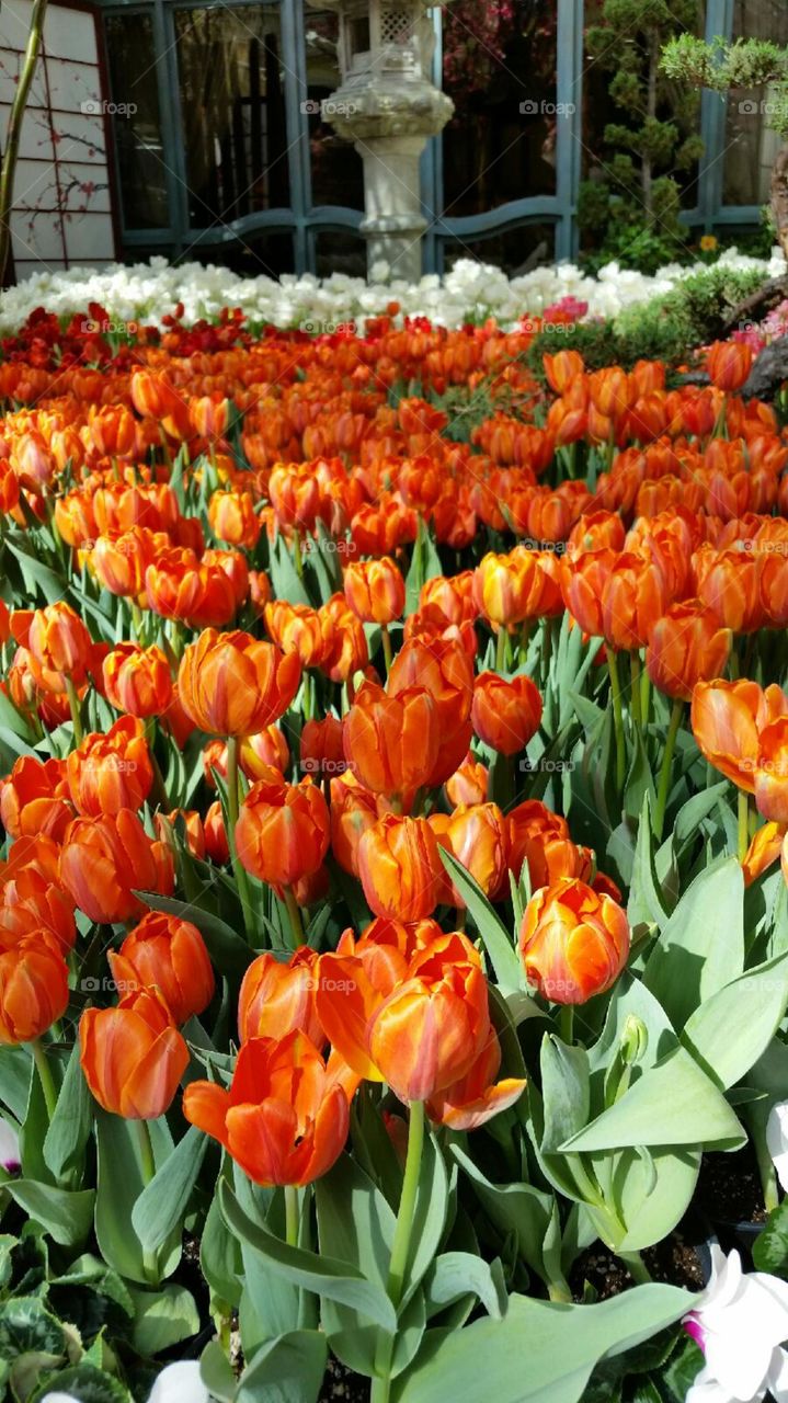 Field of flowers