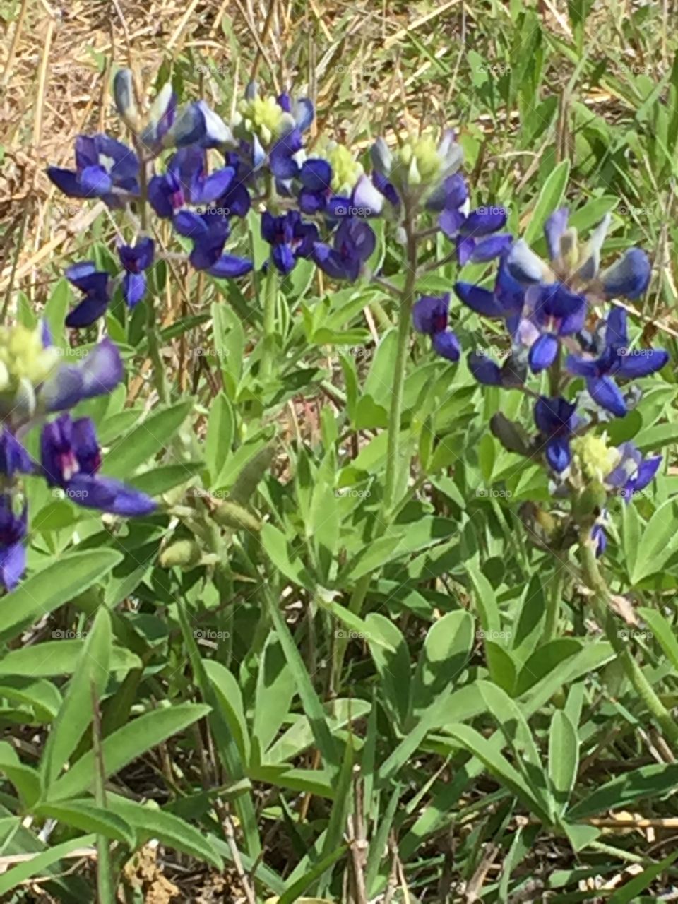 Bluebonnets