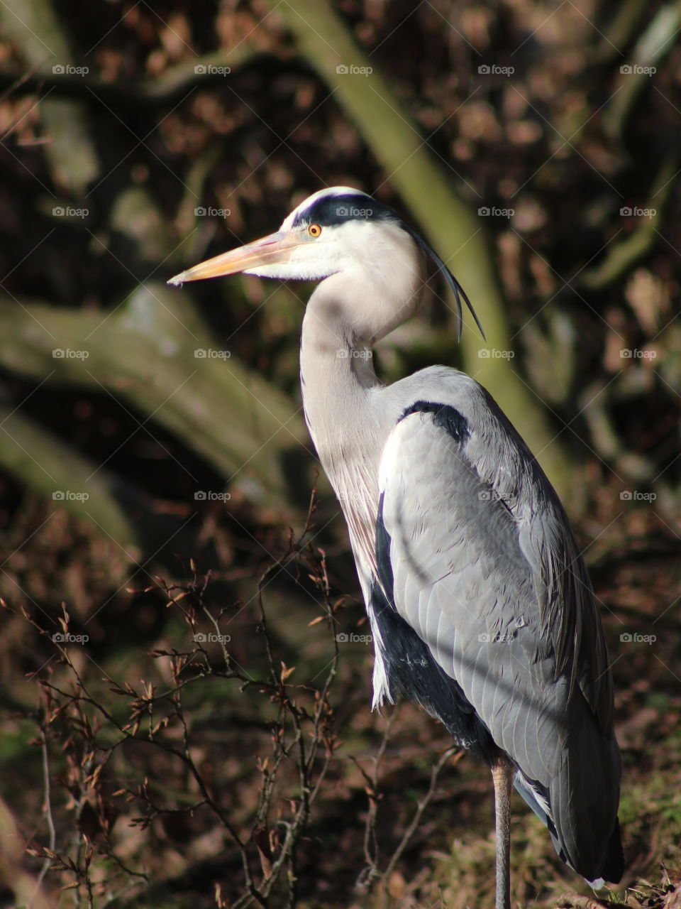 Heron vertical capture