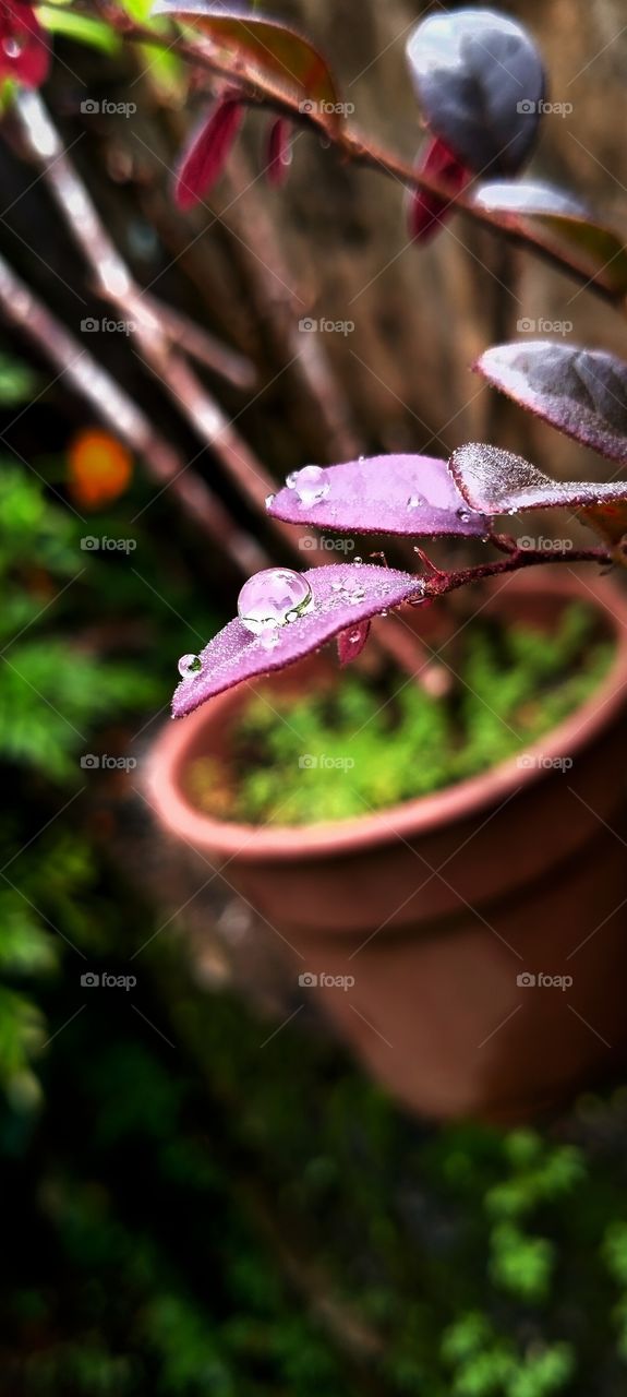 raindrops