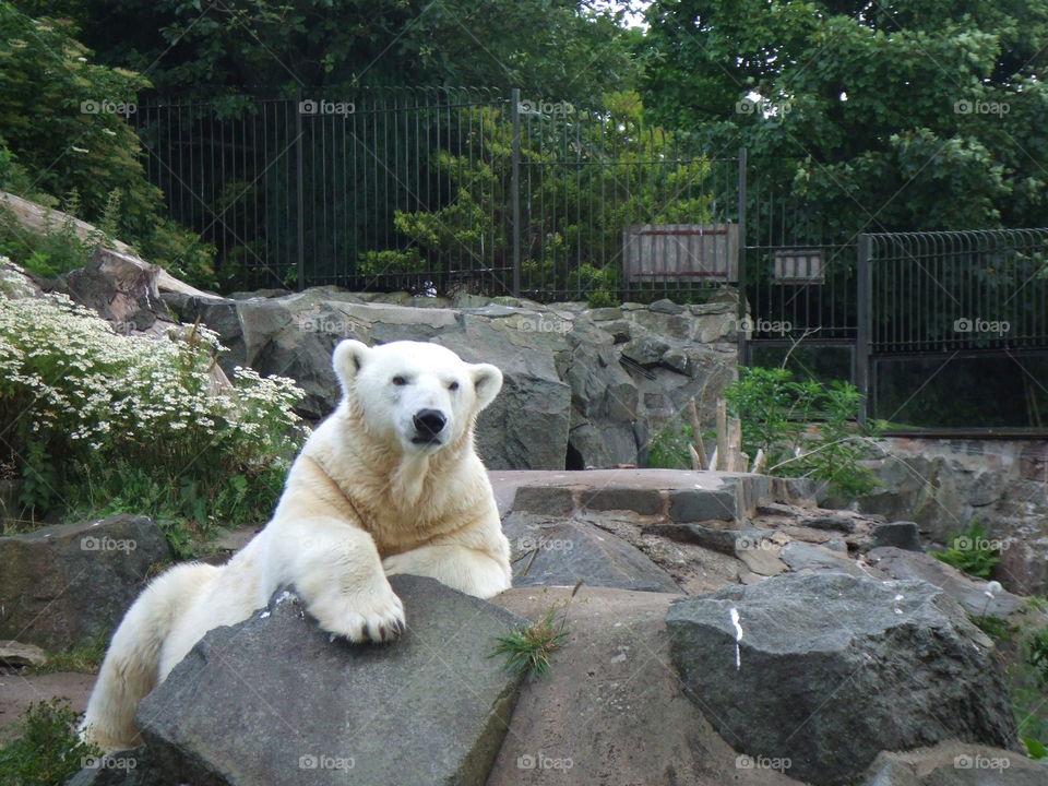 Portrait of polar bear on rock