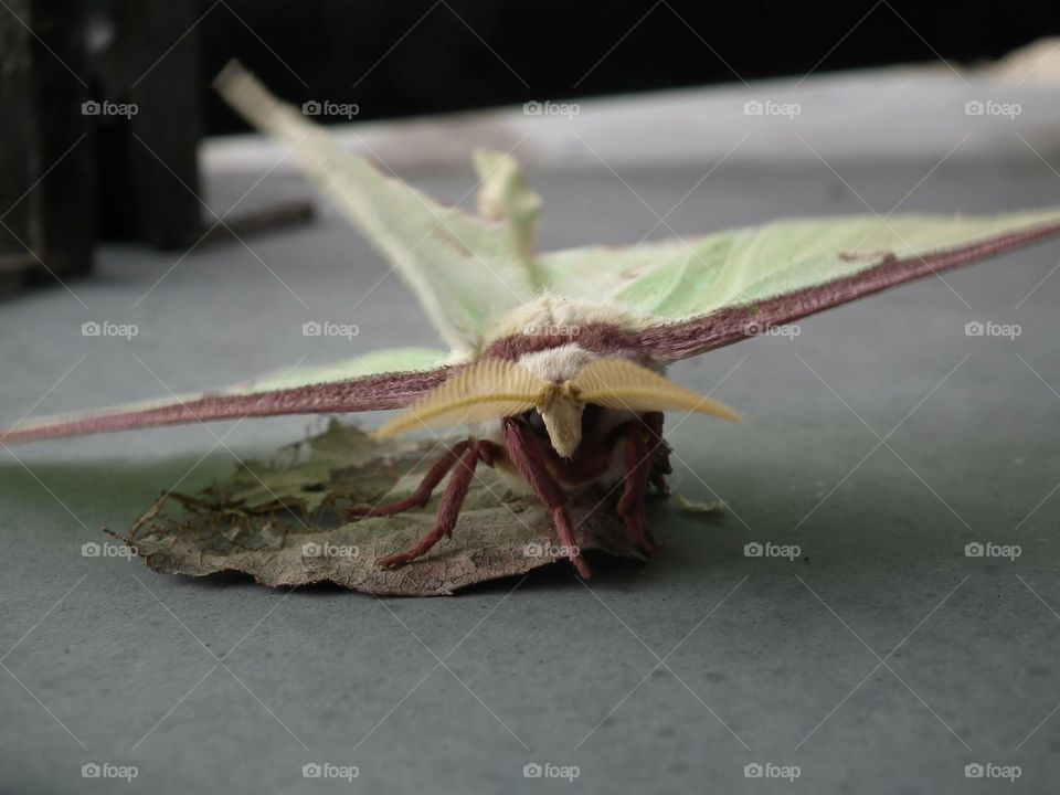 Luna moth 