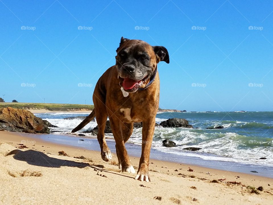 Thor smiling on the coast!