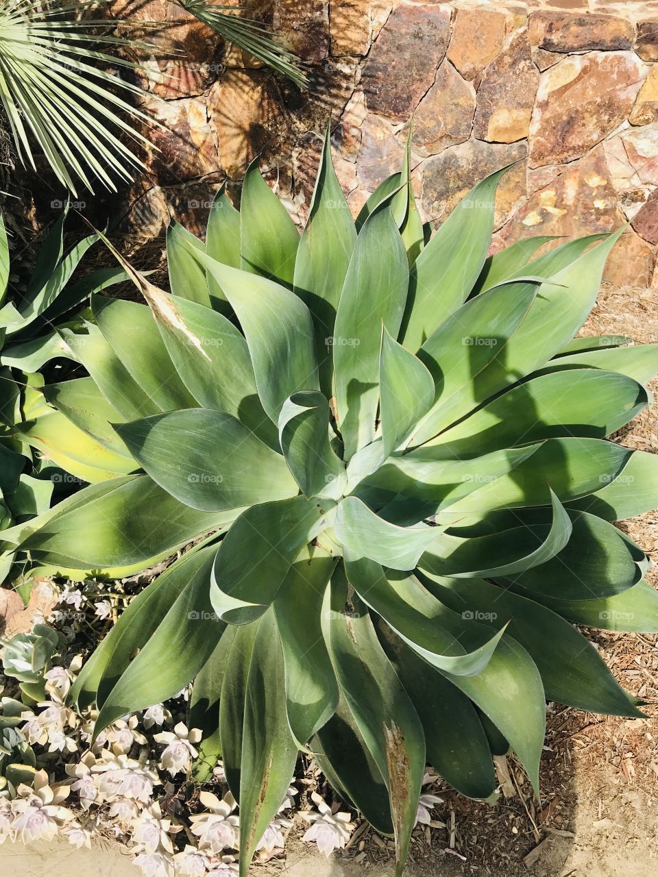 Beautiful California plants at the San Diego arboretum botanical garden nature photograph  