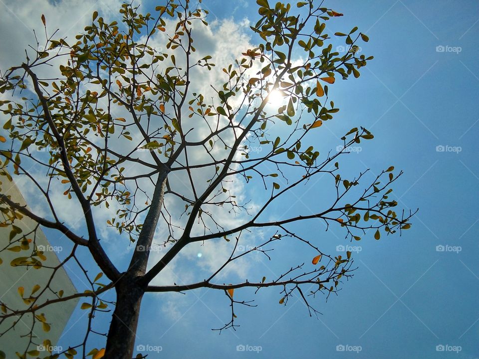 lihatlah daun daun yang layu