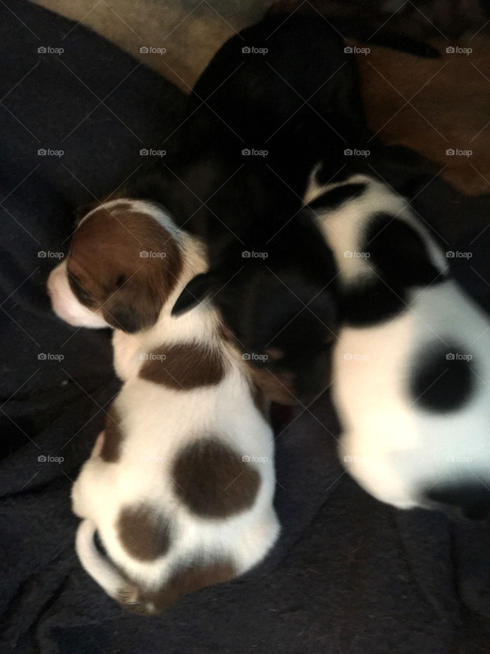 New born puppies