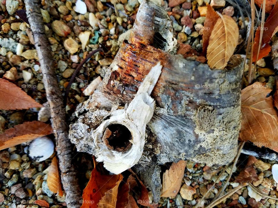 interesting drift wood