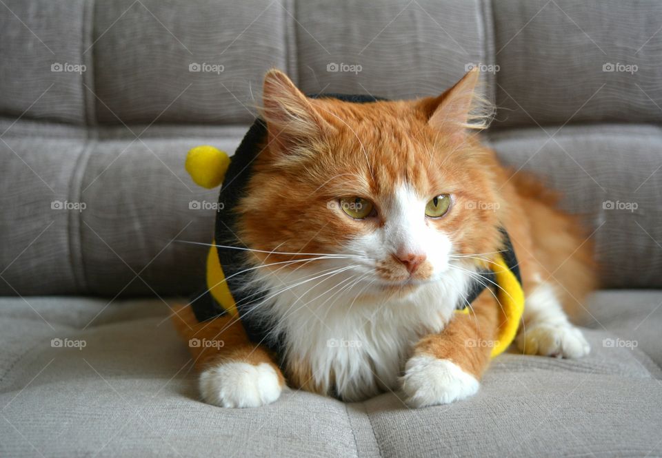 Cat, Cute, Portrait, Domestic, Pet