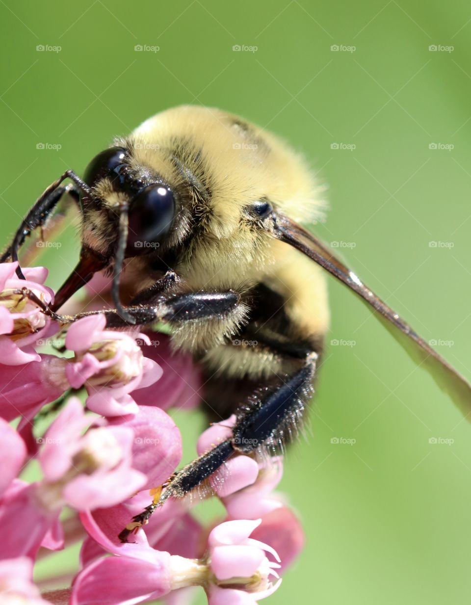 Bumblebee on milkweed flowers