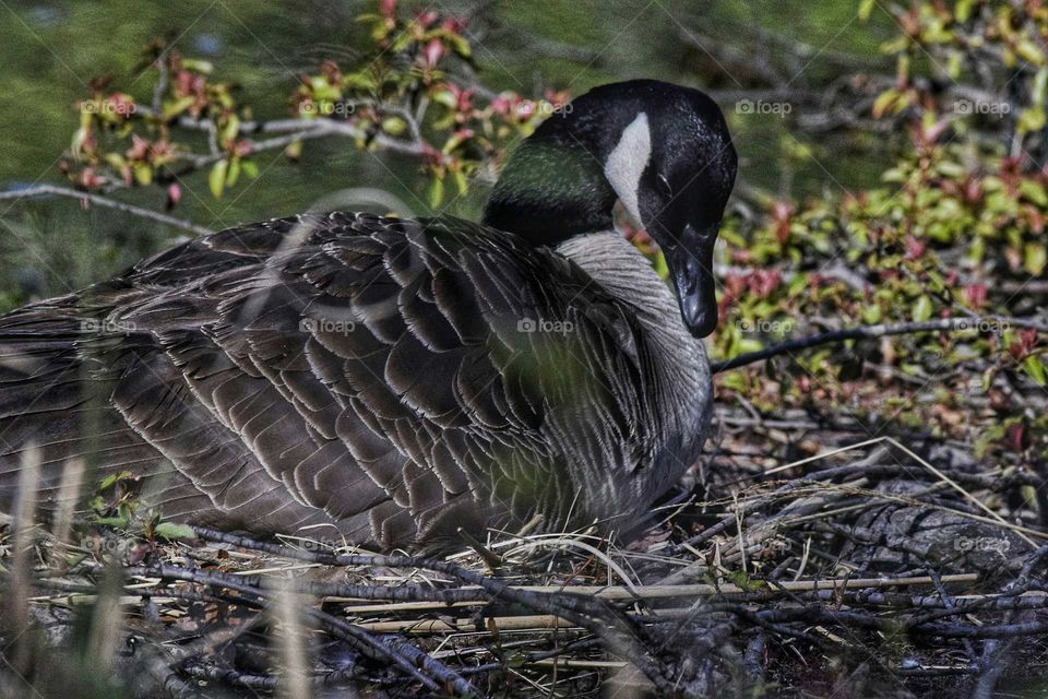 Close-up of goose