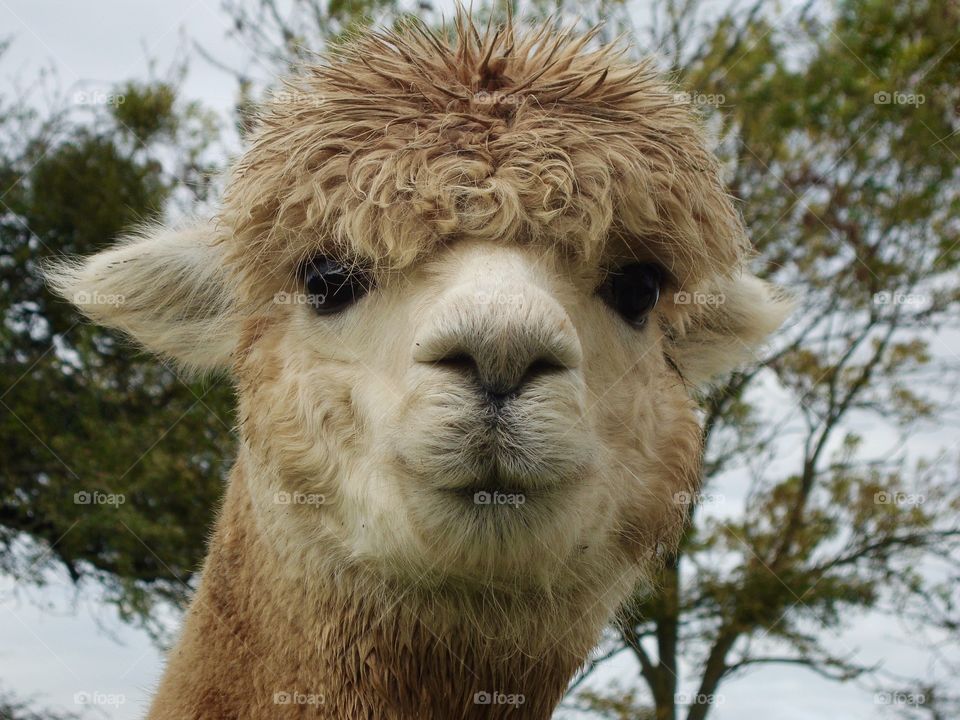 This is Jimbob.  My favourite Alpaca from a Worcester Herd. 