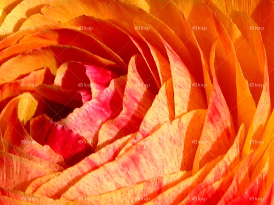 Macro close up of pink & orange Ranunculus 