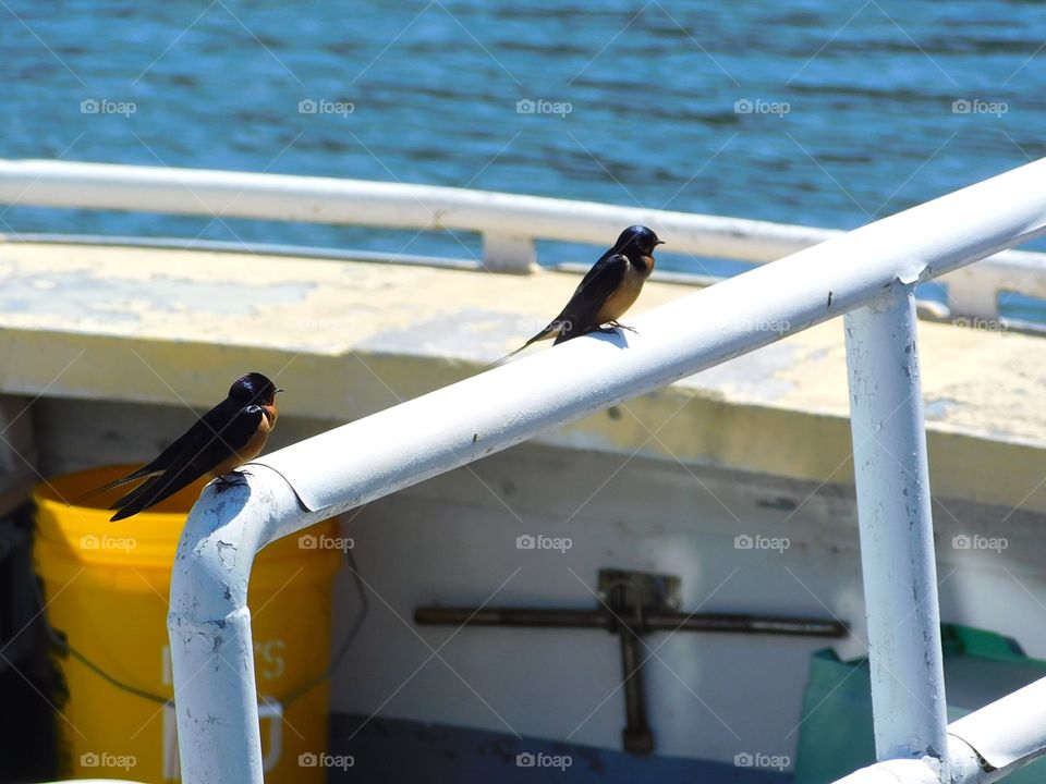 Swallows at the Cove