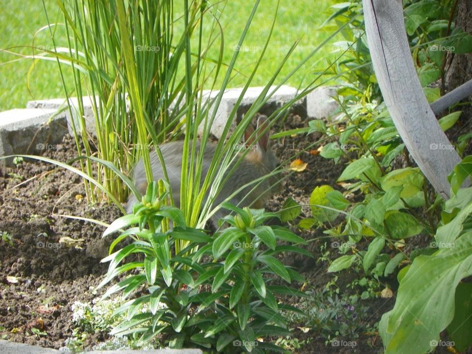 A side view of this little, grey bunny rabbit hiding while eatting in a flower garden 