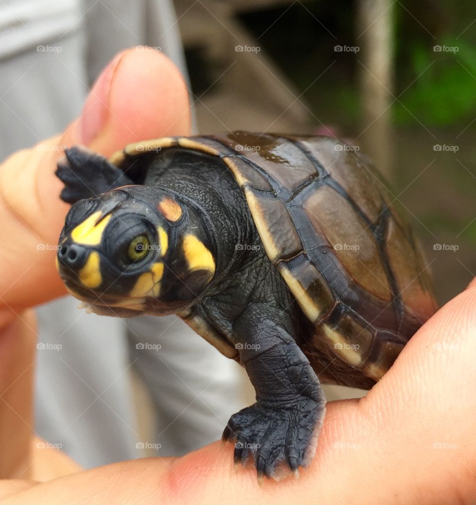 Fudgy, the cute baby terrapin turtle looking very curious! 