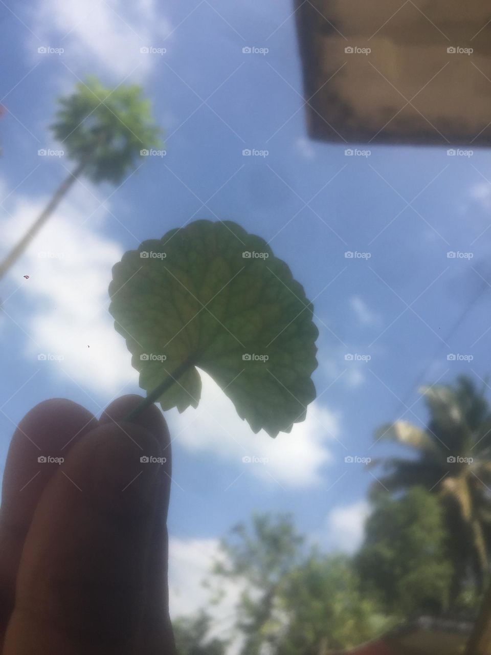 Green leaf in sky background 