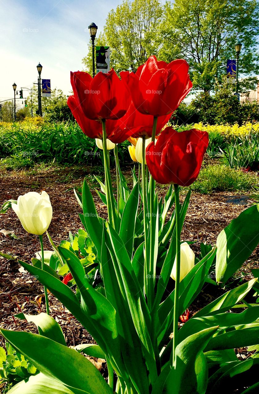 Spring Tulips of New York City 