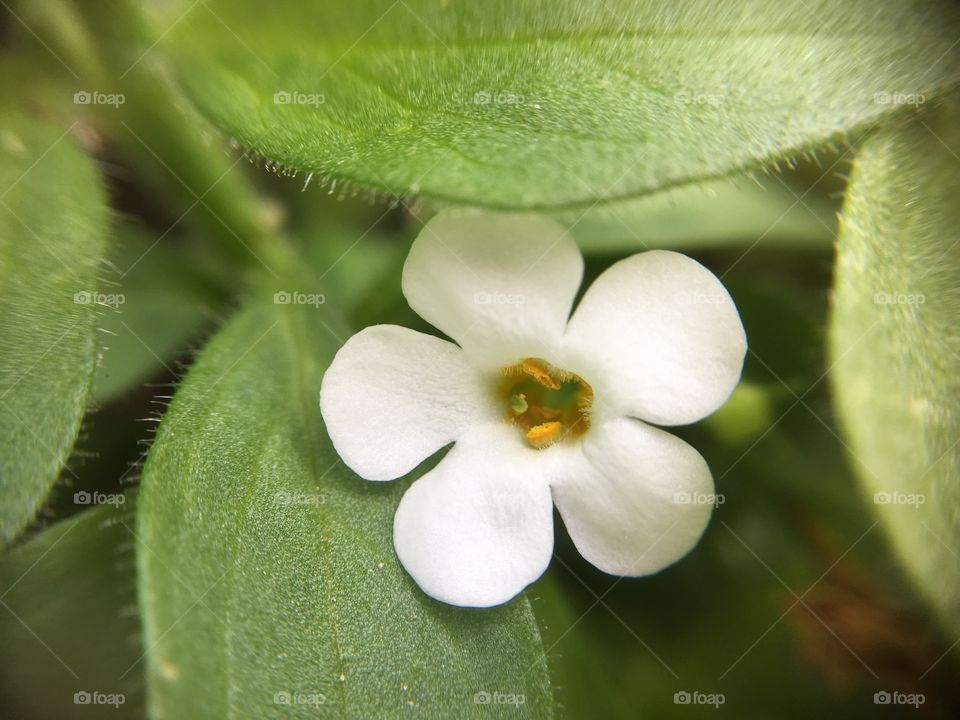 Tiny white flower