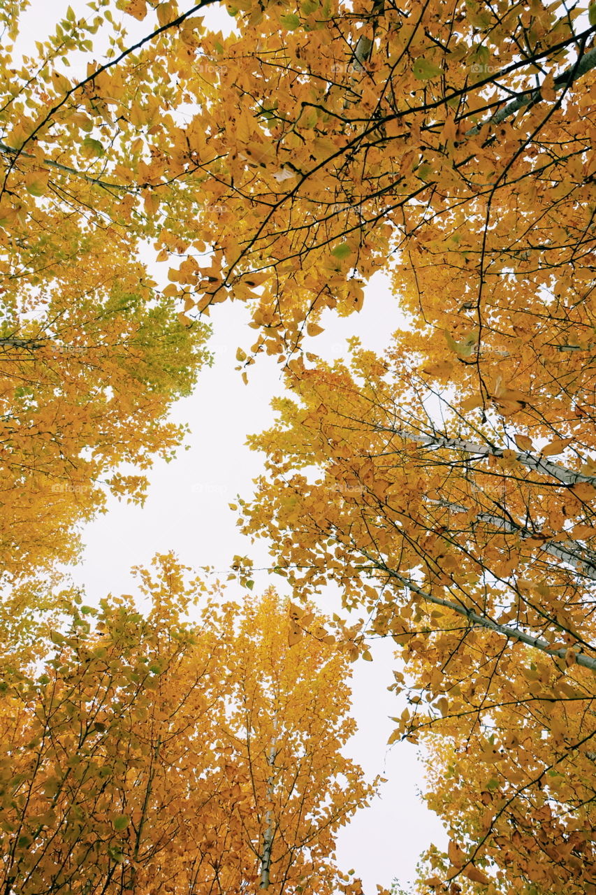 yellow ceiling