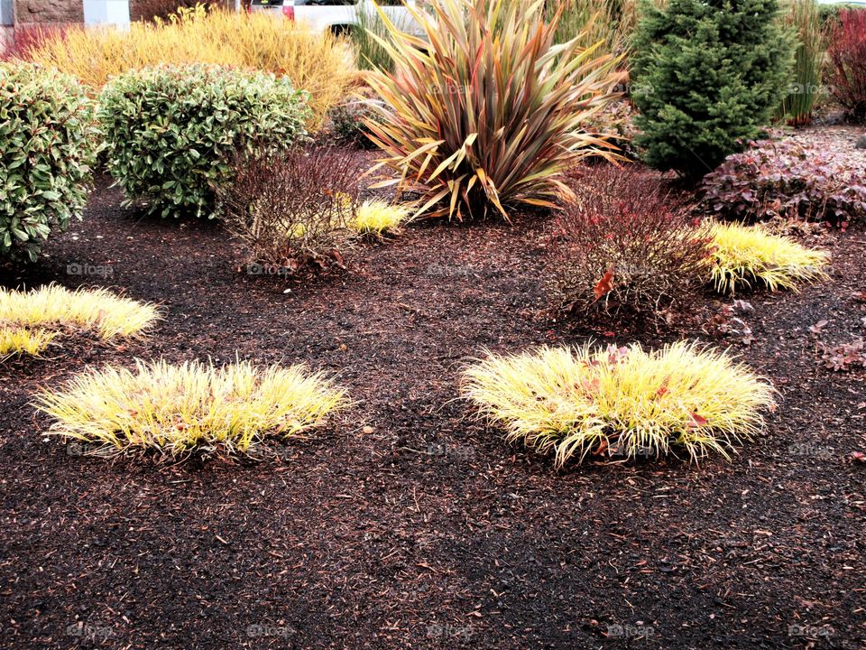 plants in a landscaped border