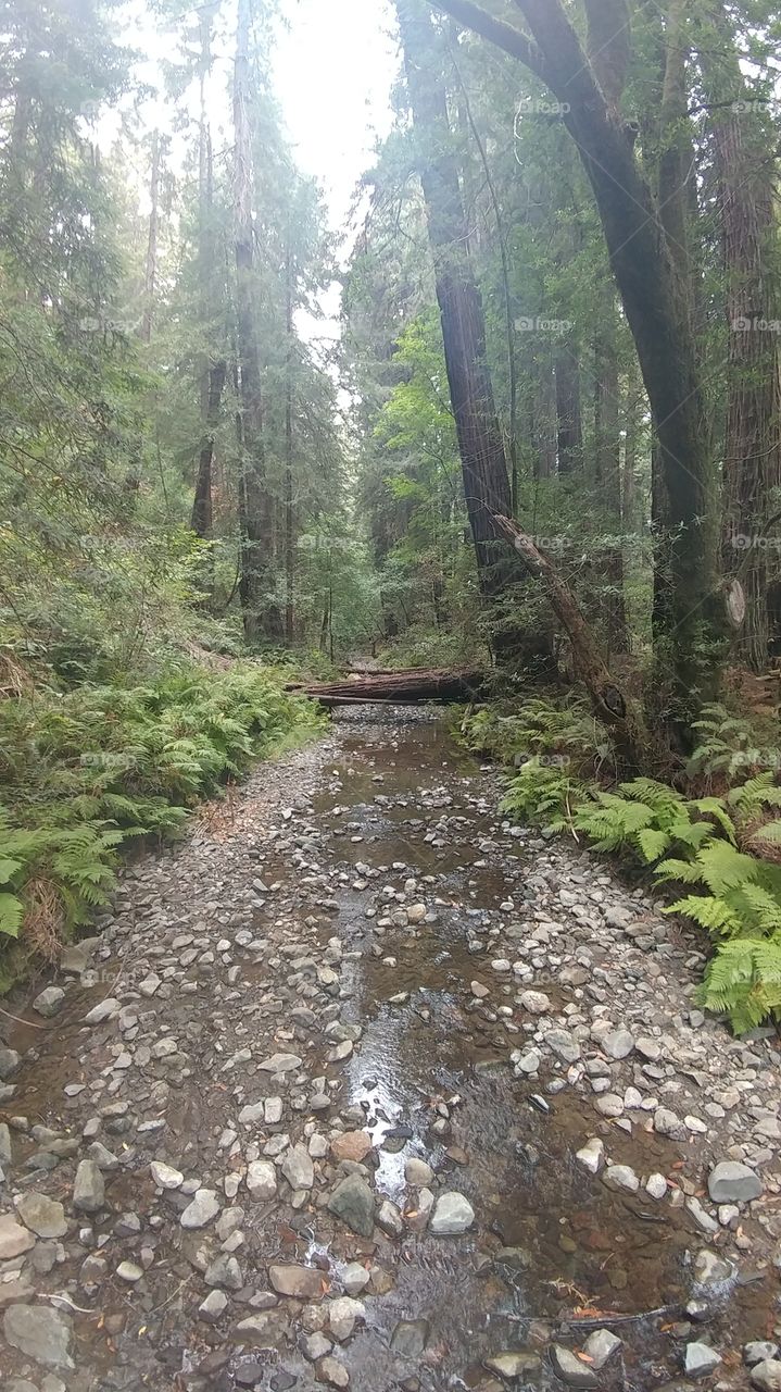 Muir Woods creek