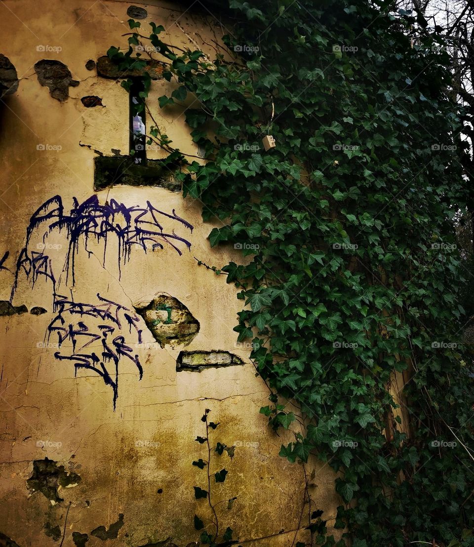 Part of a yellow wall overgrowing with dark green ivy
