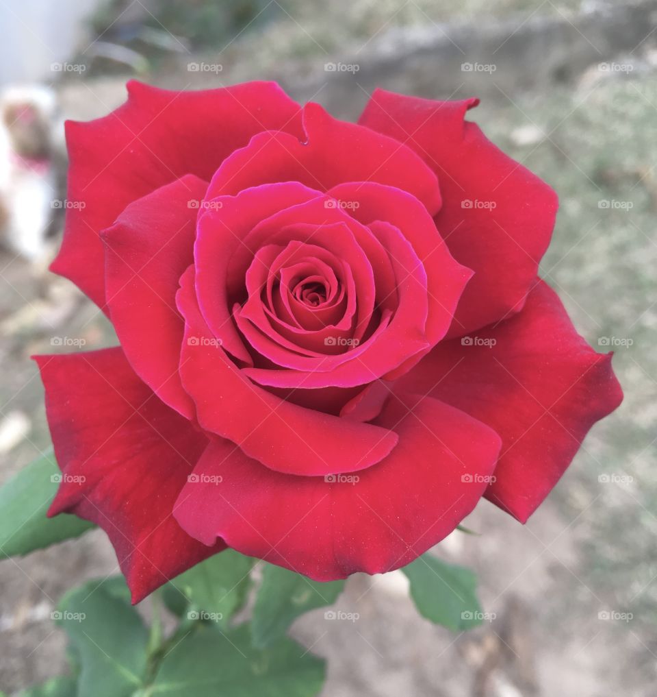 A beautiful red rose, with its flower bud blooming and allowing you to feel its fragrant petals. / Uma linda roseira vermelha, com seu botão de flor desabrochando e permitindo sentir suas pétalas perfumadas.