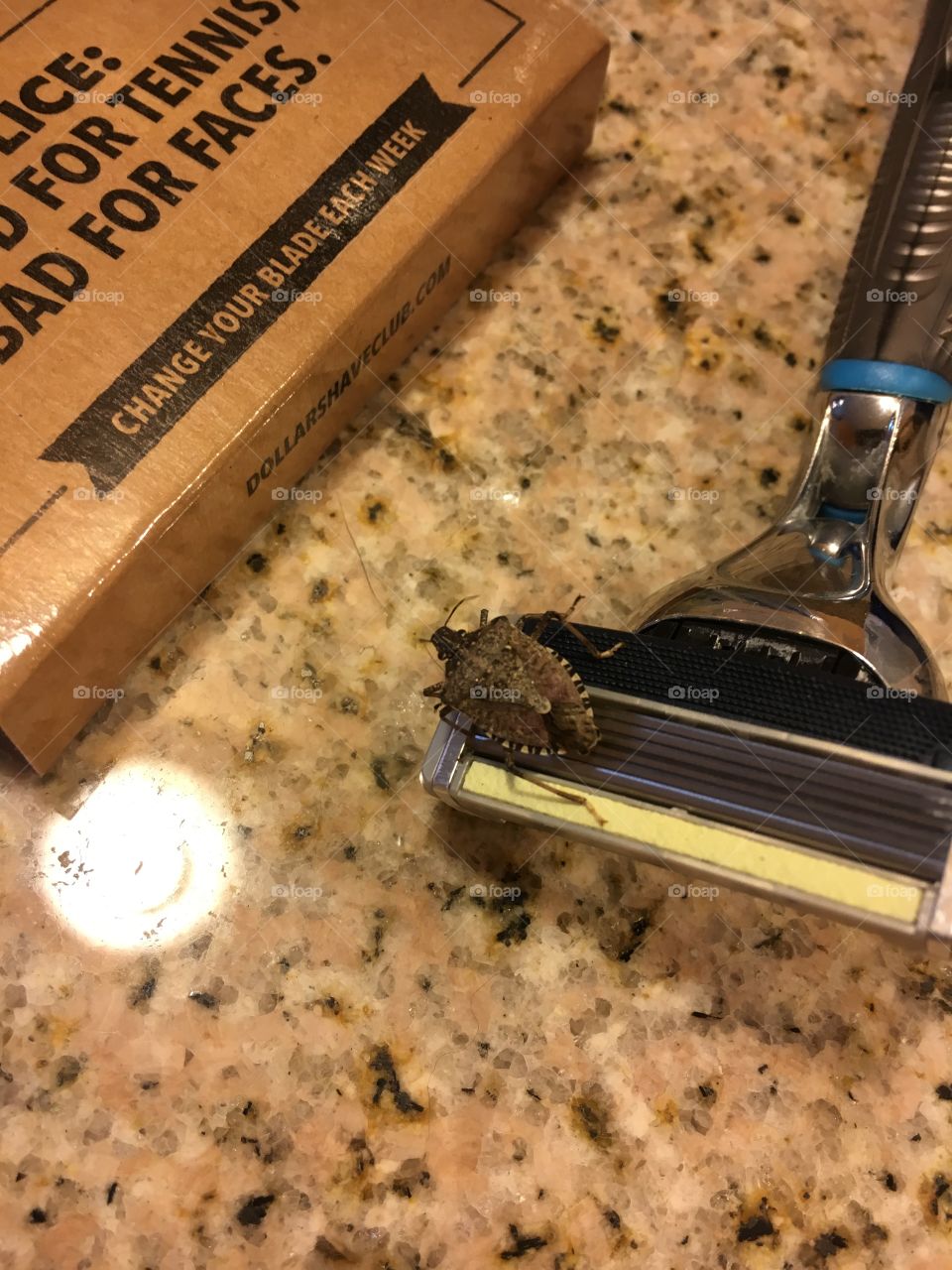 Bug on my razor