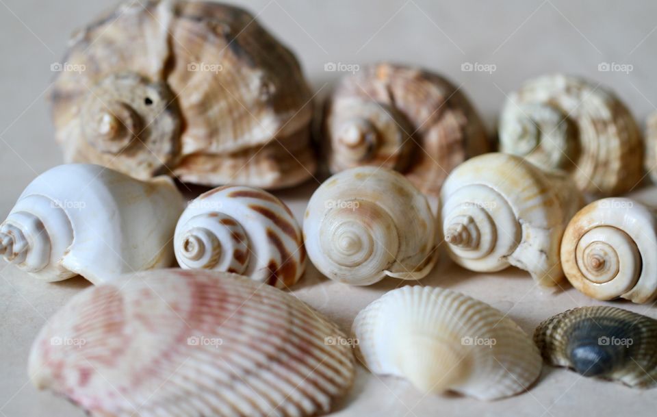 Close-up of seashells