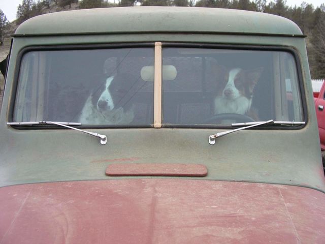 Two Dogs in an Old Truck