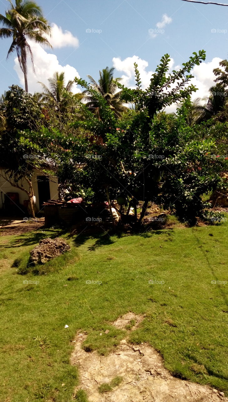 a miracle fruit tree