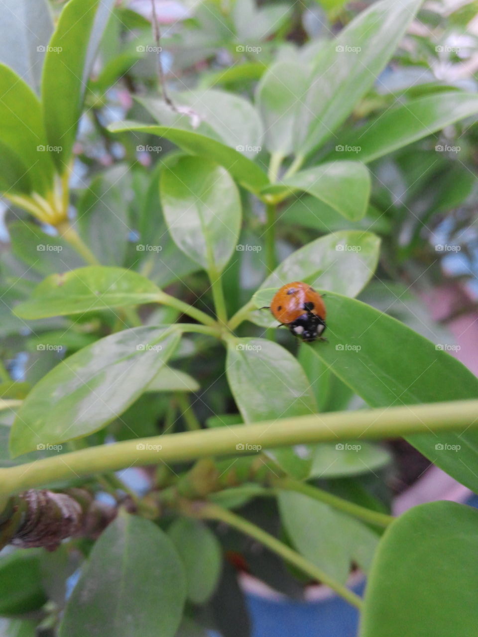 Lady bird