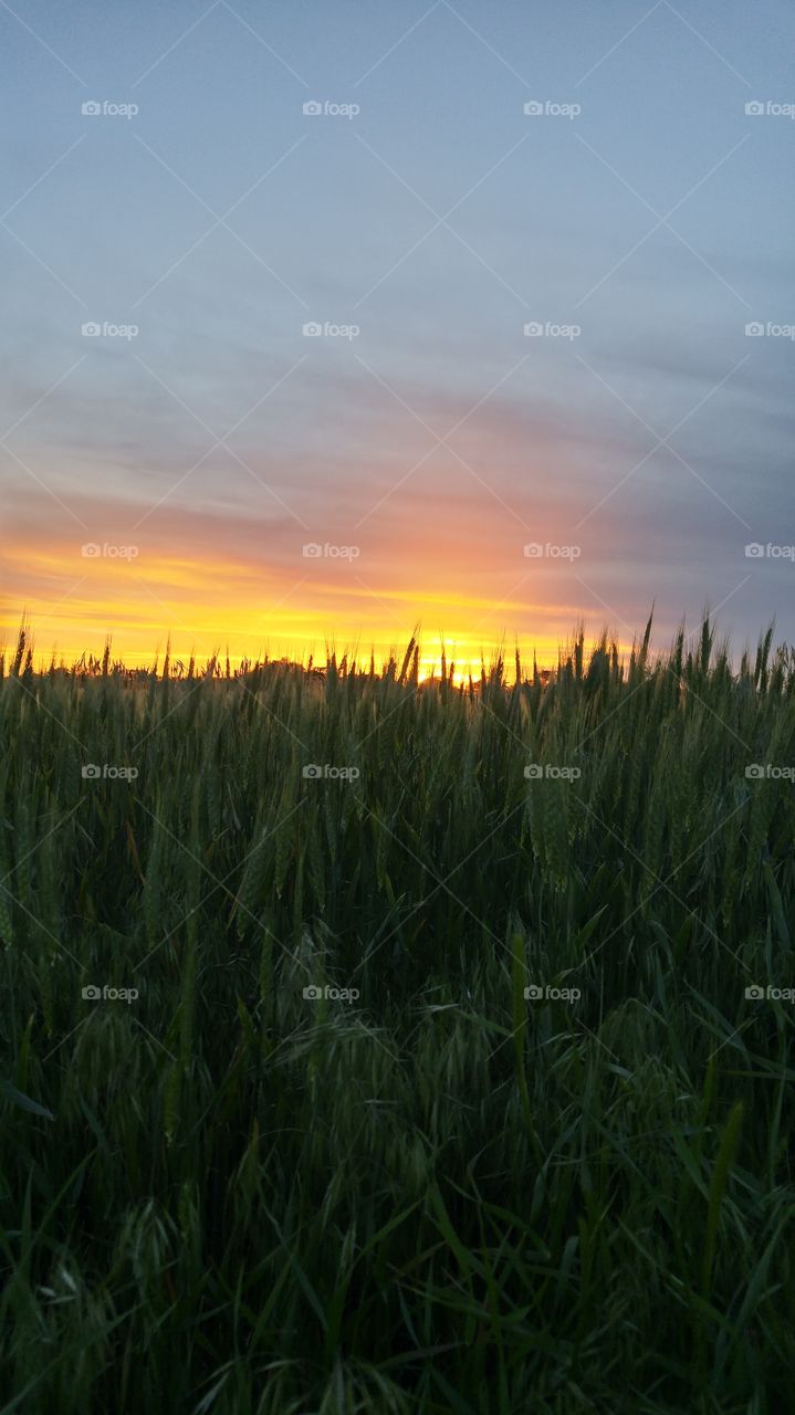 Wheat Field Sunset