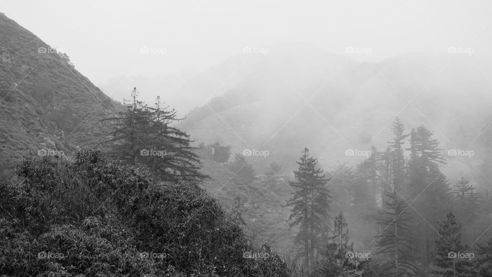 Fog covers forest on the foothill.