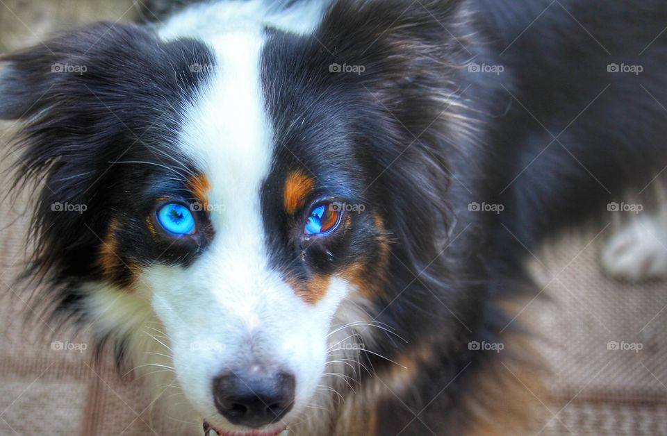 Black and white tri Australian Shepherd with two different colored eyes.