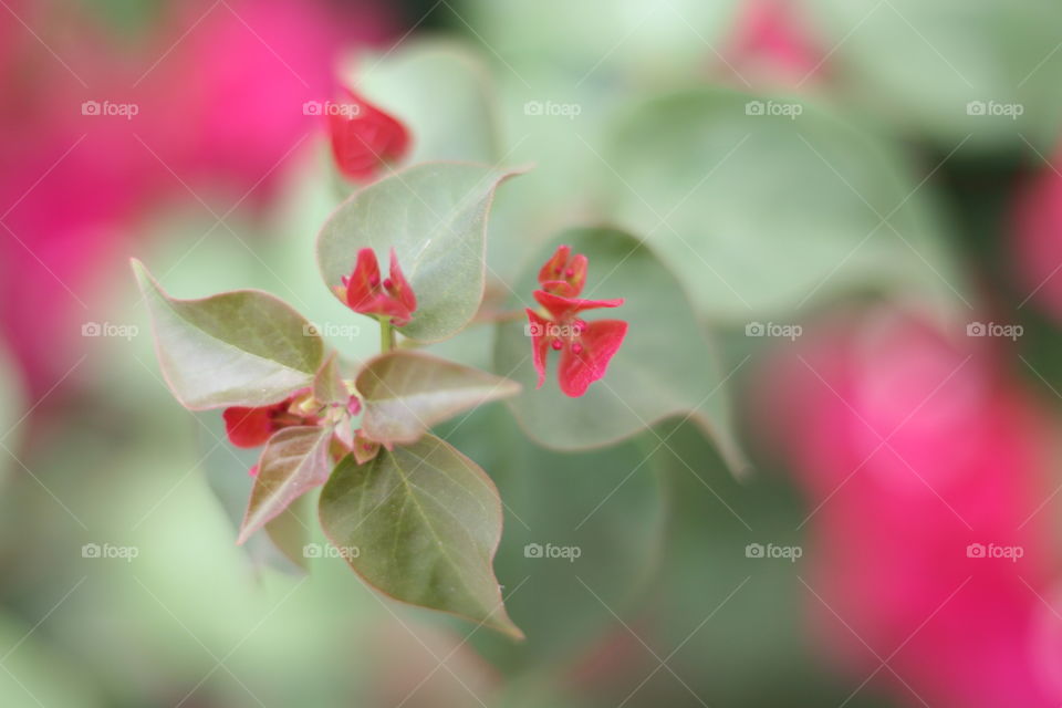 Close up of beautiful red desert flowers with pointed leaves.