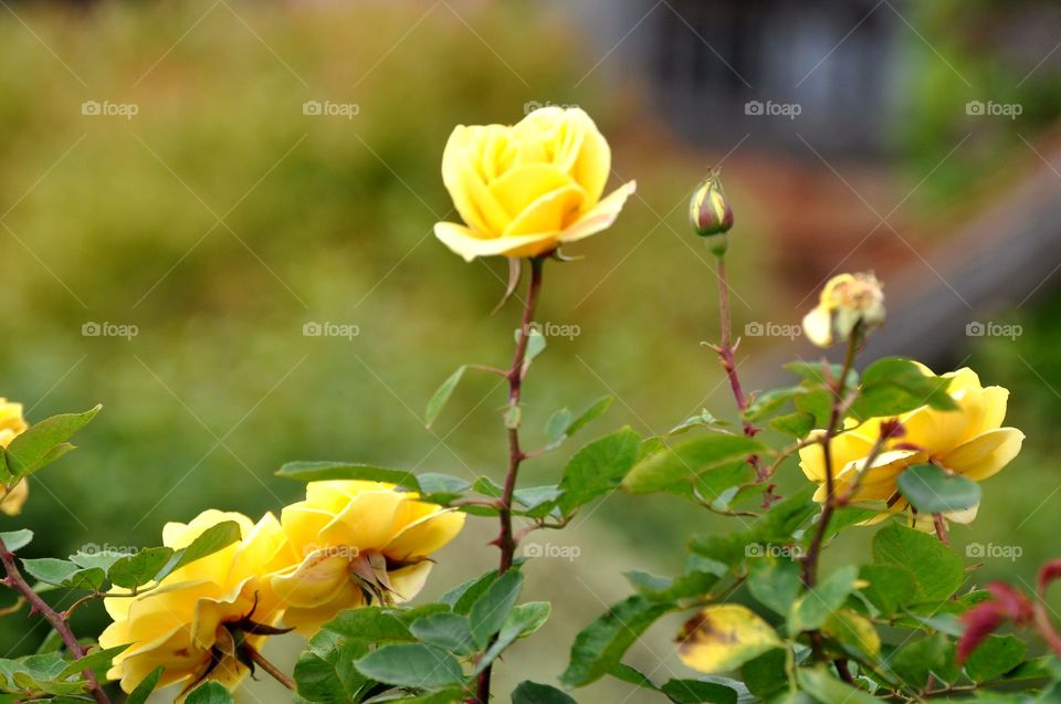 Yellow roses